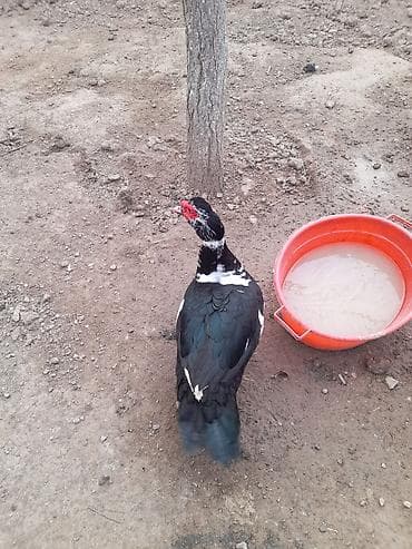 Lal ordek 10 ayliqdir temiz eti 3 kq 3.500 arasidir qiymet 30 man — 2