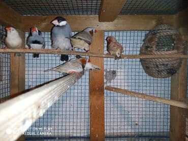 ördək ətinin qiyməti: Amadinlər Satış zebravıy sadə amadinlər benqal amadini risovka risoviy — 4