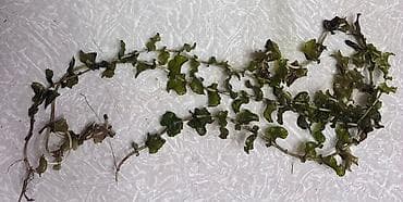 akvarium: Akvaryum üçün su bitkiləri dəsti Təbii üsulla yetişdirilmiş. Canlı — 1