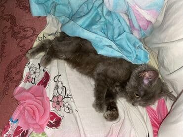 pişik üçün tualet: Boz tüklü, yumşaq və mehriban balaca pişik balası. Xüsusiyyətlər: - — 3