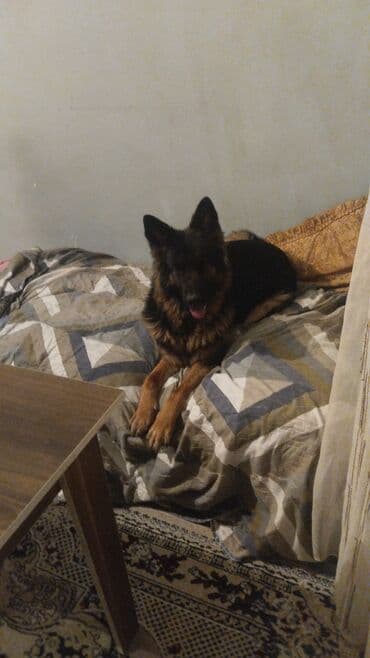 Iran Khodro: Немецкая овчарка, 11 месяцев, Самка — 2