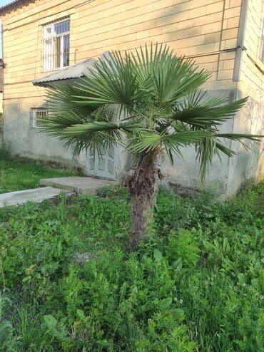 drel satiram: 2 ədəd palma ağacı satılır.Ünvan Zaqatala.Ağacların biri böyük biri — 2
