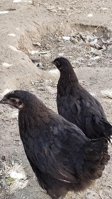 eşşək qiyməti: Toyuq cücələri, Damazlıq, Ödənişli çatdırılma — 1