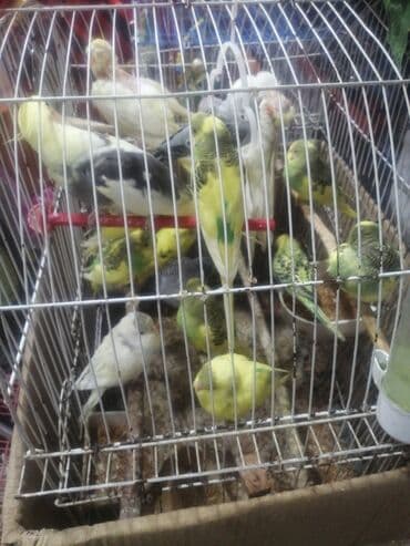 quş qəfəsləri: Qəfəs 9azn Valnisti Tutuquşu Qəfəsi 9azn Amadin Bülbül Qəfəsi 9azn — 29