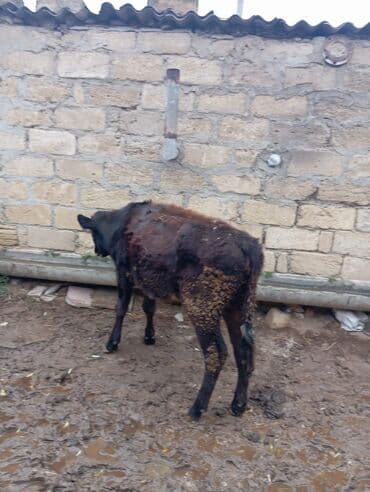 cins inekler azerbaycanda: Məhsul: Dana (qara rəngli, alnında ağ ləkəli) tecili tecili satilir — 1
