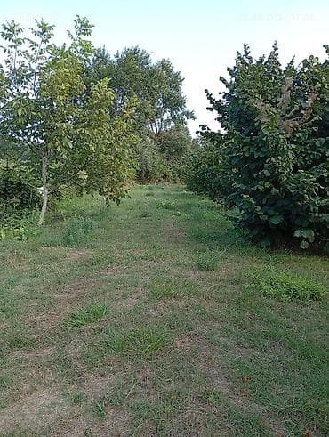 ev alqi satqisi kirayesi: 1 sot, Kənd təsərrüfatı — 7