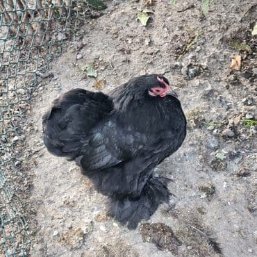 Proton: Курица, Для разведения — 2