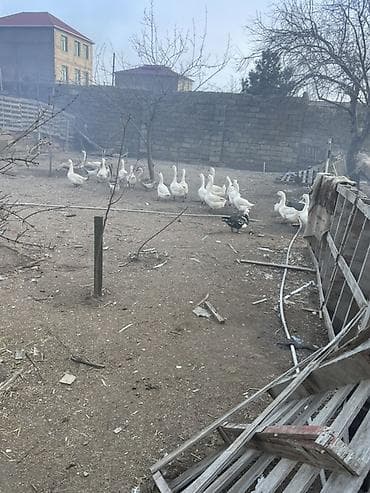 linda kuban: Salam şəkildəki linda kuban qazlarını tam mayalı təzə yumurtalarını — 1