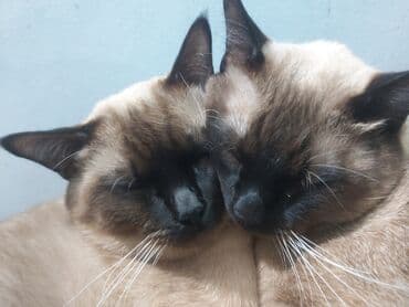 pişik maneji: Siam, Erkək, Cütləşmə üçün — 3