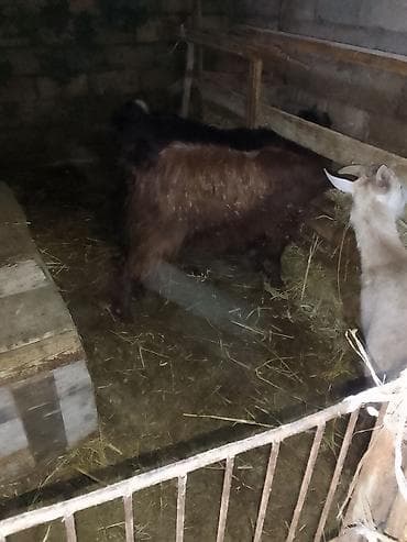 keçiler: Damazlıq keçilər - Şəkillərdə ferma şəraitində saxlanılan keçilər — 1