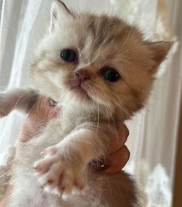 Gəmiricilər: Britan — 7