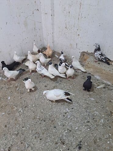 Gəmiricilər: Salam. goyercinler kom 6 manat tek tek 8 manat. goyercinle Bakının — 3