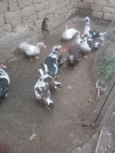 İtlər: Muscovy (hind) ördəkləri – qarışıq rənglərdə sürü - Növlər — 1