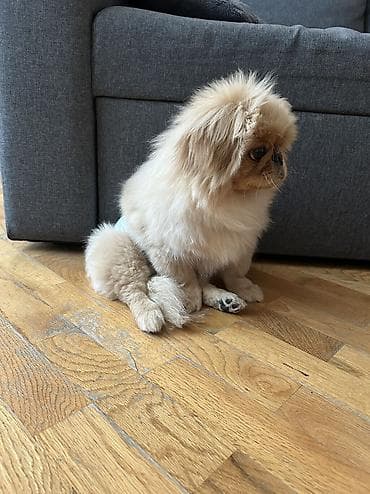 İtlər: Pekines, 5 ay, Erkek, Ödənişli çatdırılma — 2