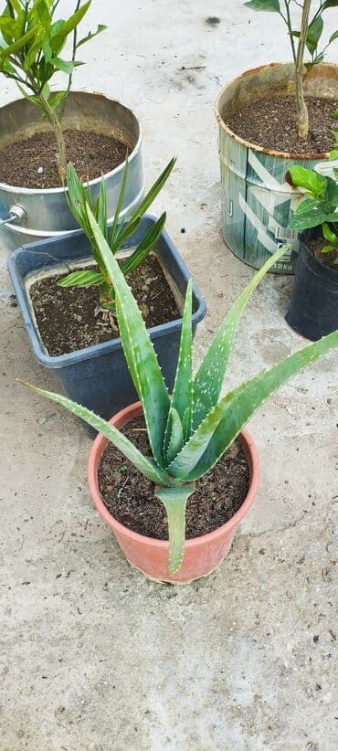 pvc dən iynəyarpaqlı süni şam ağacları: Original aloe — 1