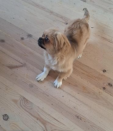 şpits itleri: Pekines, 4 ay, Dişi, Peyvəndli — 3