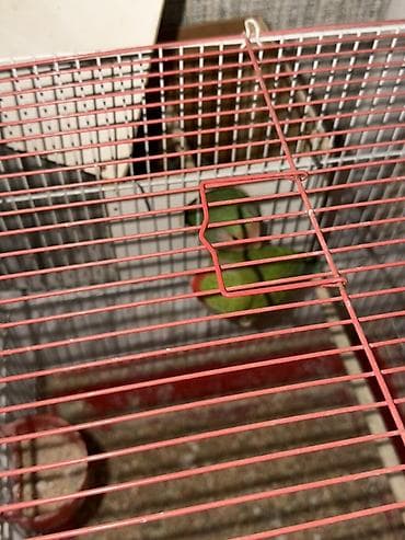 dana satişi: Hazir Biznes satilir tecili Nymphıl (kakadular) və sevda tutquşları – — 7