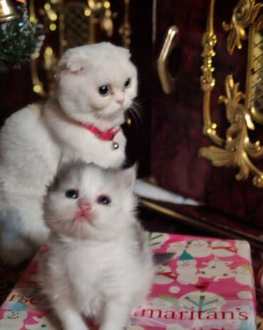 Gəmiricilər: Yaxşı əllərə — 2