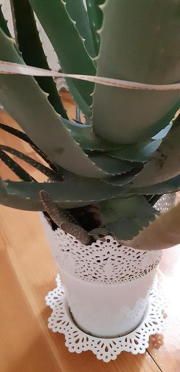 Комнатные растения: En azi 6ilin aloyesi.Min bir derde derman.Anlayishi olana bellidir — 4