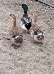 ördək balası və cücə: Dişi, | Kuban, Damazlıq, Pulsuz çatdırılma — 6