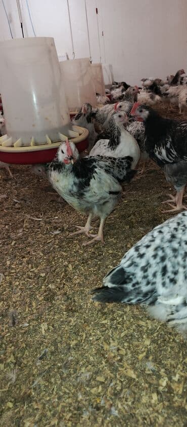 hələb keçisi haqqında məlumat: Toyuq, Broyler, Ətlik — 13
