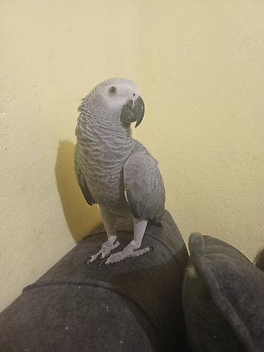 suda yaşayan heyvanlar: Jako bala tutuquşu Danışır, ələ öyrəşib,sağlamdır .endirim üçün — 5