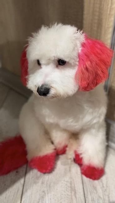 haski it adlari: Pudel, 6 ay — 2