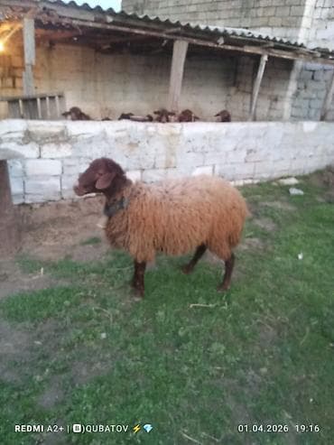 Erkey toğulu satılır istəyən olsa yazsın video sun atım baxın real