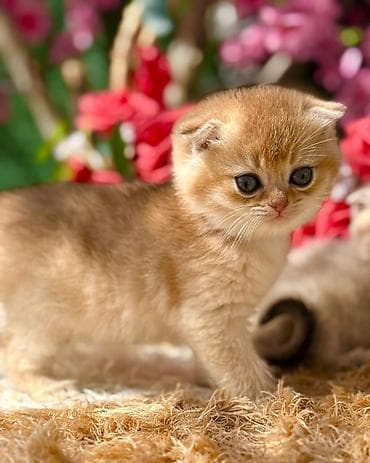 Pişiklər: Şotland — 2