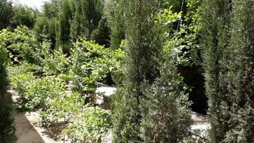 qaracuxurda ev: 200 kv. m, 5 otaqlı — 29