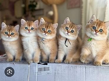 cao cao sobaka: Britan, Dişi, Yaxşı əllərə, Ünvandan götürmə, Ödənişli çatdırılma — 4