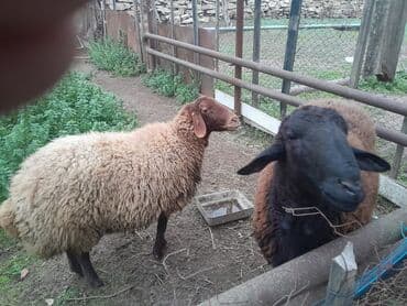 Hec doqmamis heyvandi erkek var amma bilmirem boqazdi ya yox lalafo.az -da Hec doqmamis heyvandi erkek var amma bilmirem boqazdi ya yox