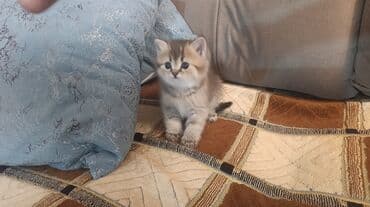 azəri pişik adları: Tabbi, Erkək, Yaxşı əllərə — 3