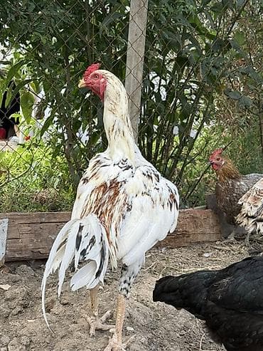 gence it satisi: Tecili. 11 aylıq. Aktiv cavan gözel rengli vidi ve cinsi olan yapon — 2