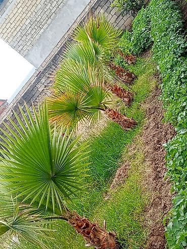 qara torpaq ve peyin: Məhsul: Yelpaze formalı dekorativ palma fidanları (Washingtonia/fan — 1