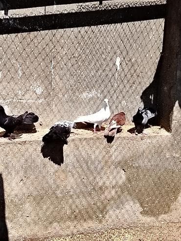 tutuquşu haqqinda melumat: Ev göyərçinləri – müxtəlif rəng və naxışlarda - Növ: ev/yarış/ucuş — 3