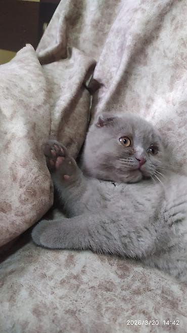 siyan pişik: 100 manat — 1