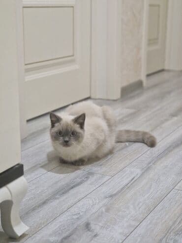 morj haqqinda melumat: Britan — 3