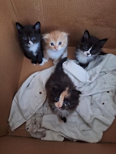 şotland pişiyi satisi: Şotland — 6