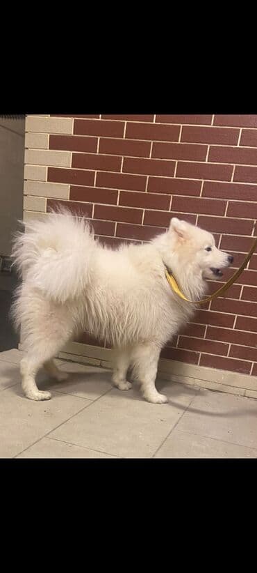 it növləri: Samoyed, 1 ay, Erkek — 1