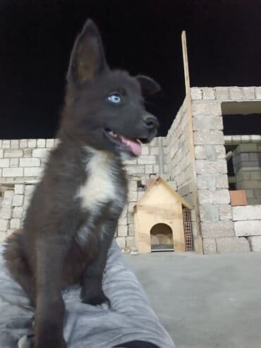 tok coban: Alman çoban iti, 3 ay, Erkek — 14