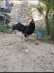 cuce sekli: 🐣 Lohman Brown Cücələri 10 ədəd 1 aylıq cücələrdi Tam sağlam və çox — 9