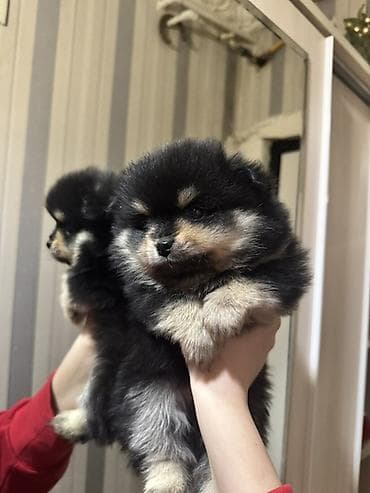 Şpitz, 1 ay, Erkek, Ünvandan götürmə