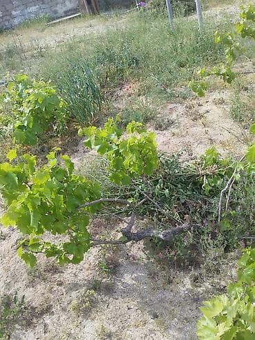 Продукты питания: Qiyməti cox ucuz öz məhsulumuzdur deyə ucuz satırıq.Aprel - may — 4