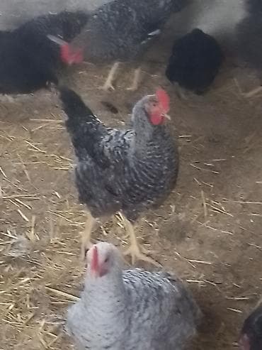 kənd toyuqları: Toyuq, Damazlıq — 4