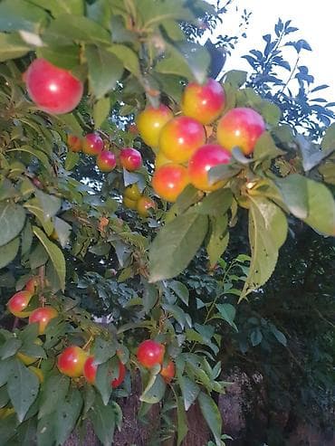 xar tut ağacı: Məhsul: Alça/plum ağacı (qırmızı-yaşıl rəngli meyvəli) Təsvir: - — 2