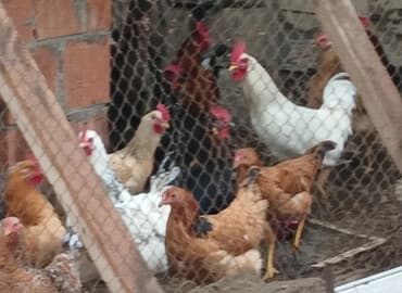 afçarka balası satışı: Xoruzlar. 11aylıq xoruzlar satılır — 1