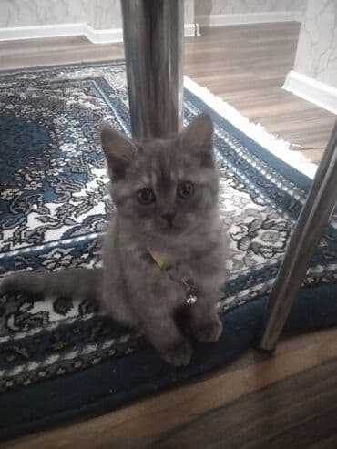 Şotlant lalafo.az -da Şotlant