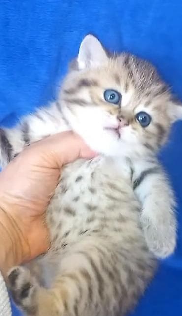 pişik sumkasi: Britan, Erkək, Yaxşı əllərə, Ünvandan götürmə — 2