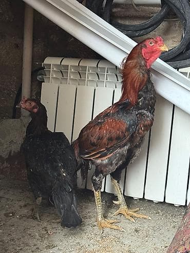 tutuquşu qiyməti: Ciddi alicilar elaqe saxlasin. Qiymət sondur — 1